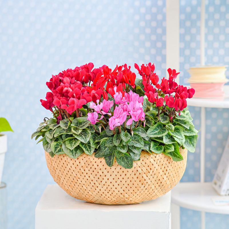 Chậu Hoa Thiết Kế Chào Ngày Mới 157 Chậu Hoa Anh Thảo Cyclamen Dalat Hasfarm