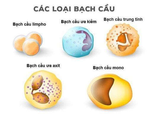 Các loại bạch cầu trong cơ thể